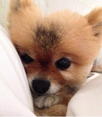 Lea Michele apresenta seu novo animal de estimação: a cadela Pearl